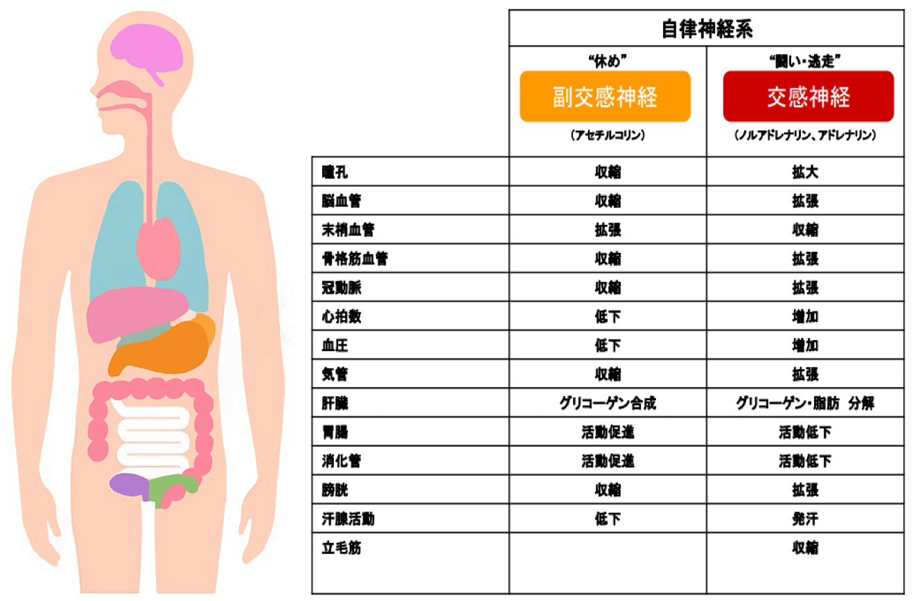 交感神経と副交感神経